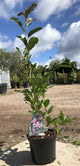 Magnolia x loebneri 'Leonard Messel' / Magnolia : 3L Pot : 60-80cm High (exc pot)