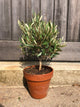 Olea europaea / Olive Bush : 3L Pot : 35-40cm High (exc pot)