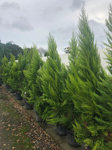 Cupressus macrocarpa 'Goldcrest' / Monterey Cypress : 18L Pot : 150-175cm High (exc pot)
