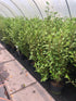 Griselinia littoralis / New Zealand Broadleaf : 5L Pot : 60-80cm High (exc pot)