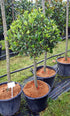Laurus nobilis / Bay Standard : 50L : 120-130cm High (exc pot)