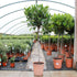 Laurus nobilis / Bay Standard: Pot 7L: 100-110cm de haut (pot exc)