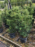 Ilex crenata 'Kimne' / Japanese Holly Bush : 10L Pot : 80-100cm High (exc pot)