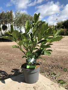 Magnolia stellata / Star Magnolia : 3L Pot : 60-80cm High (exc pot)