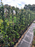 Trachleospermum jasminoides / Star Jasmine Caned : 3L Pot : 140-150cm High (exc pot)