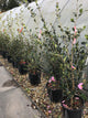 Camellia sasanqua 'Cleopatra' / Camellia Pink : 9L Pot : 80-90cm High (exc pot)