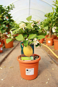 Citrus limon / Lemon Mini-stem: 2L : 25-35cm High (exc pot)