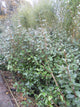 Elaeagnus x ebbingei / Ebbinge's Silverberry : 35L : 120-150cm High (exc pot)