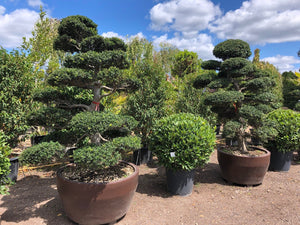 Ilex crenata 'Kimne' / Japanese Holly Cloud Tree : 130L Pot : 160-170cm High (exc pot)