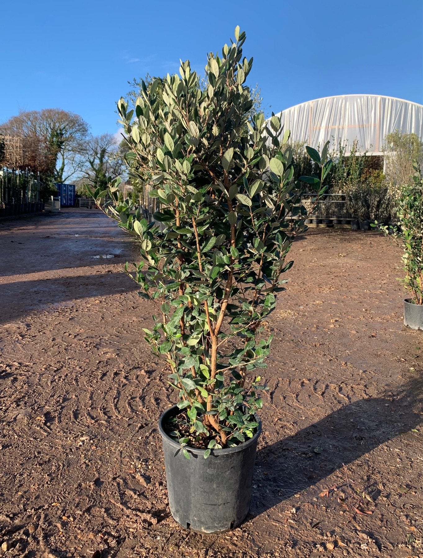 pineapple guava plant uk Feijoa sellowiana / Pineapple Guava : 18L Pot : 120-130cm High (exc po – Top Topiary