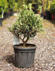Olea europaea / Olive Bush : 7L Pot : 40-50cm High (exc pot)