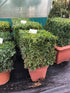 Buxus sempervirens / Box Cube : 18L Pot : 35-40cm High (exc pot)