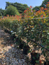 Photinia x fraseri 'Red Robin' / Christmas Berry : 10L Pot : 100-125cm High (exc pot)