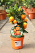 Citronfortunella mitis / Calamondin Mini Tige: 1L: 25-30cm de haut (hors pot)