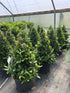 Laurus nobilis / Bay Cone : 15L Pot : 55-60cm High (exc pot)