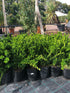 Buxus sempervirens / Boite Arbuste : Pot 4.5L : 35-40cm Haut (hors pot)