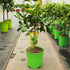 Citrus hystrix / Kaffir Lime Mini-stem : 2L : 20-35cm High (exc pot)