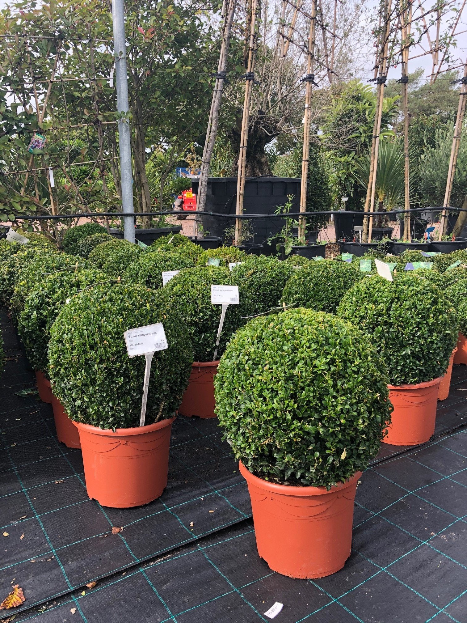 buxus plant in pot Buxus sempervirens / Box Ball : 10L Pot : 35-40cm High (exc pot) – Top Topiary