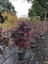 Acer palmatum 'Bloodgood' / Érable du Japon : Pot de 20L : 120-130cm de haut (hors pot)