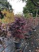 Acer palmatum 'Bloodgood' / Japanese Maple : 20L Pot : 120-130cm High (exc pot)