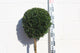 Buxus sempervirens / Boîte Standard: 12L: 65-70cm de haut (pot exc)