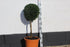 Buxus sempervirens / Box Standard : 12L : 65-70cm High (exc pot)