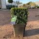 Buxus sempervirens / Box Cube : 15L Pot : 25-30cm High (exc pot)
