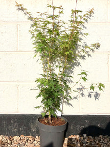 Acer palmatum 'Bi-Hoo' / Japanese Maple : 3L Pot : 50-70cm High (exc pot)