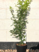 Acer palmatum 'Going Green' / Japanese Maple : 3L Pot : 50-70cm High (exc pot)