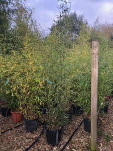Phyllostachys aurea / Golden Bamboo : 12L Pot : 150-175cm High (exc pot)