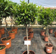 Laurus nobilis / Bay Standard : 5L Pot : 90-100cm High (exc pot)