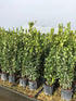 Laurus nobilis / Bay Multi-stem : 7L Pot : 120-150cm High (exc pot)