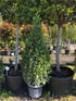 Laurus nobilis / Bay Cone : 35L Pot : 125-150cm High (exc pot)
