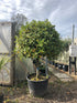 Laurus nobilis / Bay Standard : 130L Pot : 150-160cm Haut (hors pot)