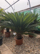 Cycas revoluta / Japanese Sago palm : 20L Pot : 80-100cm High (exc pot)