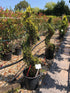 Cuprocyparis leylandii 'Castlewellan Gold' / Leyland cypress 'Castlewellan Gold' Spiral : 20L Pot : 130-140cm High (exc pot)