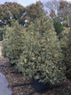 Ilex aquifolium 'Aureomarginata' / Holly Cone : 65L Pot : 150-175cm High (exc pot)