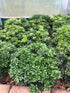 Pittosporum tobira 'Nanum' / Pittosporum : Pot de 9L : 30-40cm de haut (hors pot)