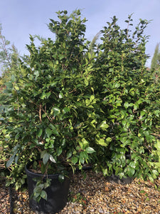 Camellia japonica 'Colonel Firey' / Japanese Camellia : 60L Pot : 120-150cm High (exc pot)