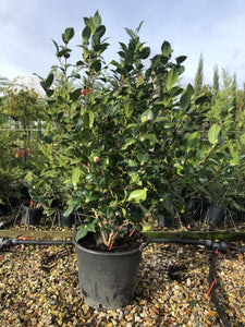 Camellia japonica 'Kraher Supreme' / Japanese Camellia : 30L Pot : 100-120cm High (exc pot)