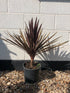 Cordyline australis Red Star / Red Cordyline : 5L Pot : 60-80cm High (exc pot)