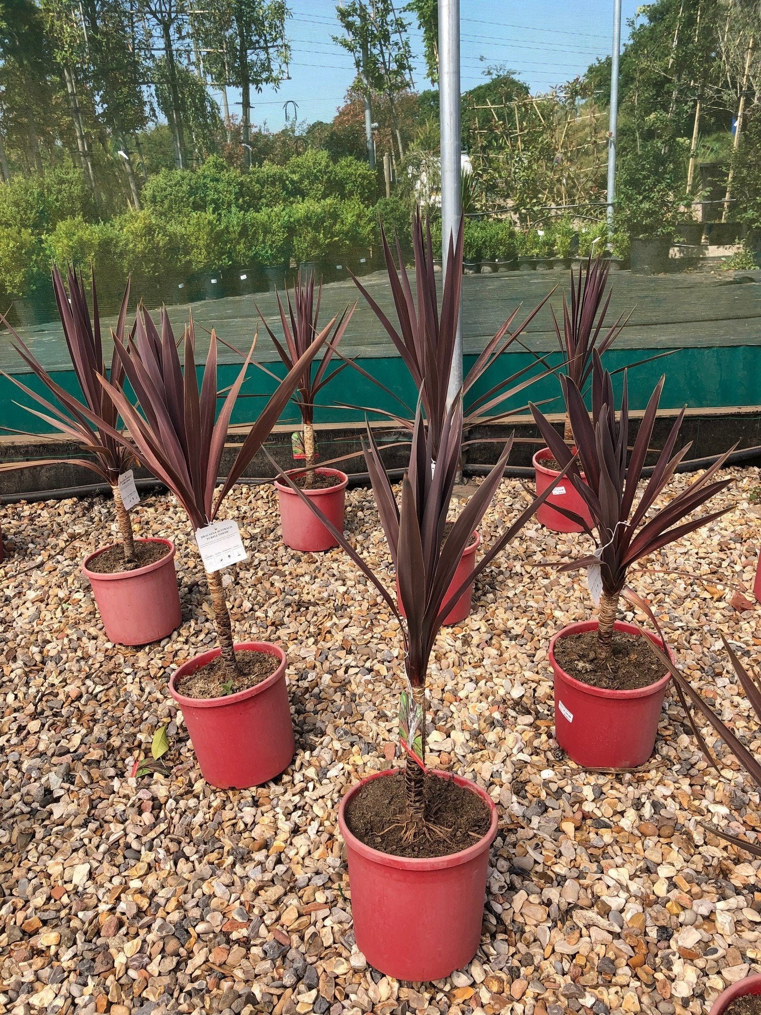 dracaena purple tower Cordyline australis 'Purple Tower' / Cabbage Tree : 7.5L Pot : 60-80cm – Top Topiary