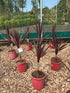 Cordyline australis 'Purple Tower' / Cabbage Tree : 7.5L Pot : 60-80cm High (exc pot)