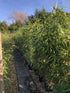 Pseudosasa japonica Variegata / Metake Bamboo : 30L Pot : 150-175cm High (exc pot)