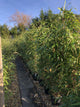 Pseudosasa japonica Variegata / Metake Bamboo : 30L Pot : 150-175cm High (exc pot)
