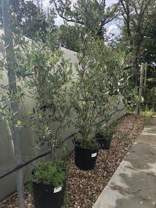 Olea europaea / Olive Bush : 18L Pot : 120-150cm High (exc pot)
