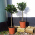 Laurus nobilis / Bay Standard: 5L: 80-90cm de haut (hors pot)