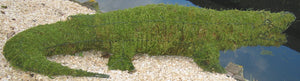Alligator topiaire
