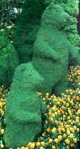 Topiary Bear standing