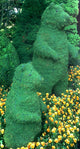 Topiary Bear standing